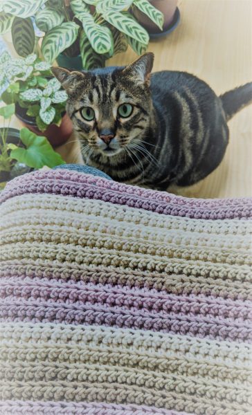 Making a small blanket for my cat, why does knitting take so much